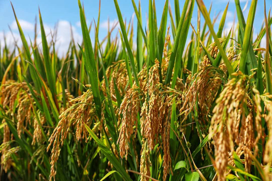 Super Hybrid Rice Variant Achieves Unit Yield Of Over 1 100 Kg In