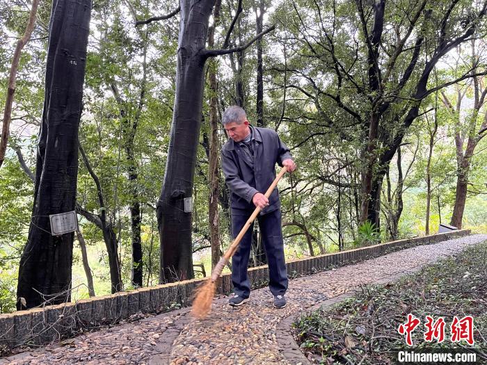浙江“千岛之城”古树守护者的24年：风雨无阻护树成长