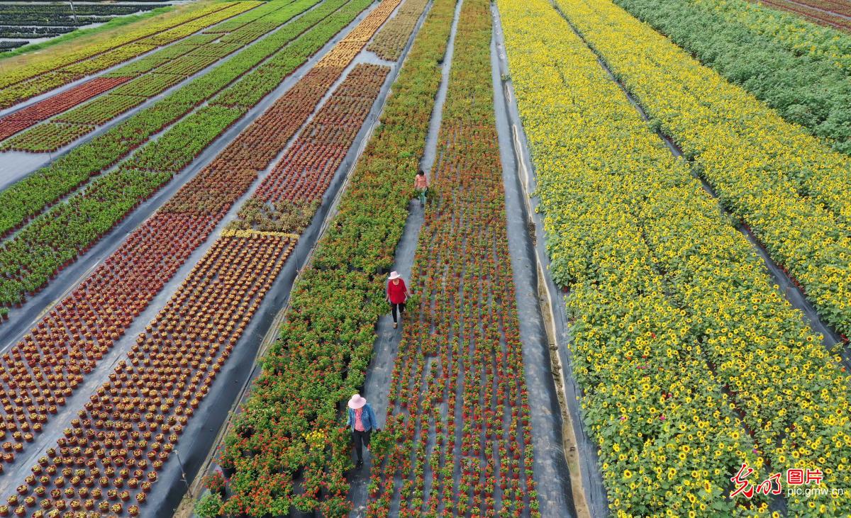 Flower planting industry in E China's Anhui helps increase local's income Flower planting industry in E China's Anhui helps increase local's income