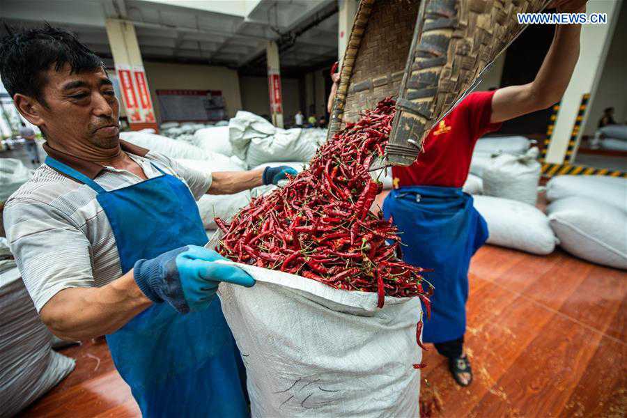 CHINA-GUIZHOU-ZUNYI-CHILI-HARVEST (CN)