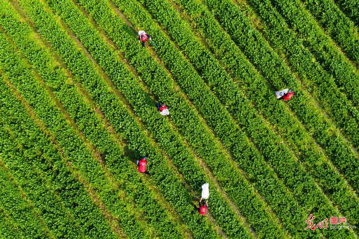 Young volunteers help villagers to start spring ploughing in Yongzhou, Hunan