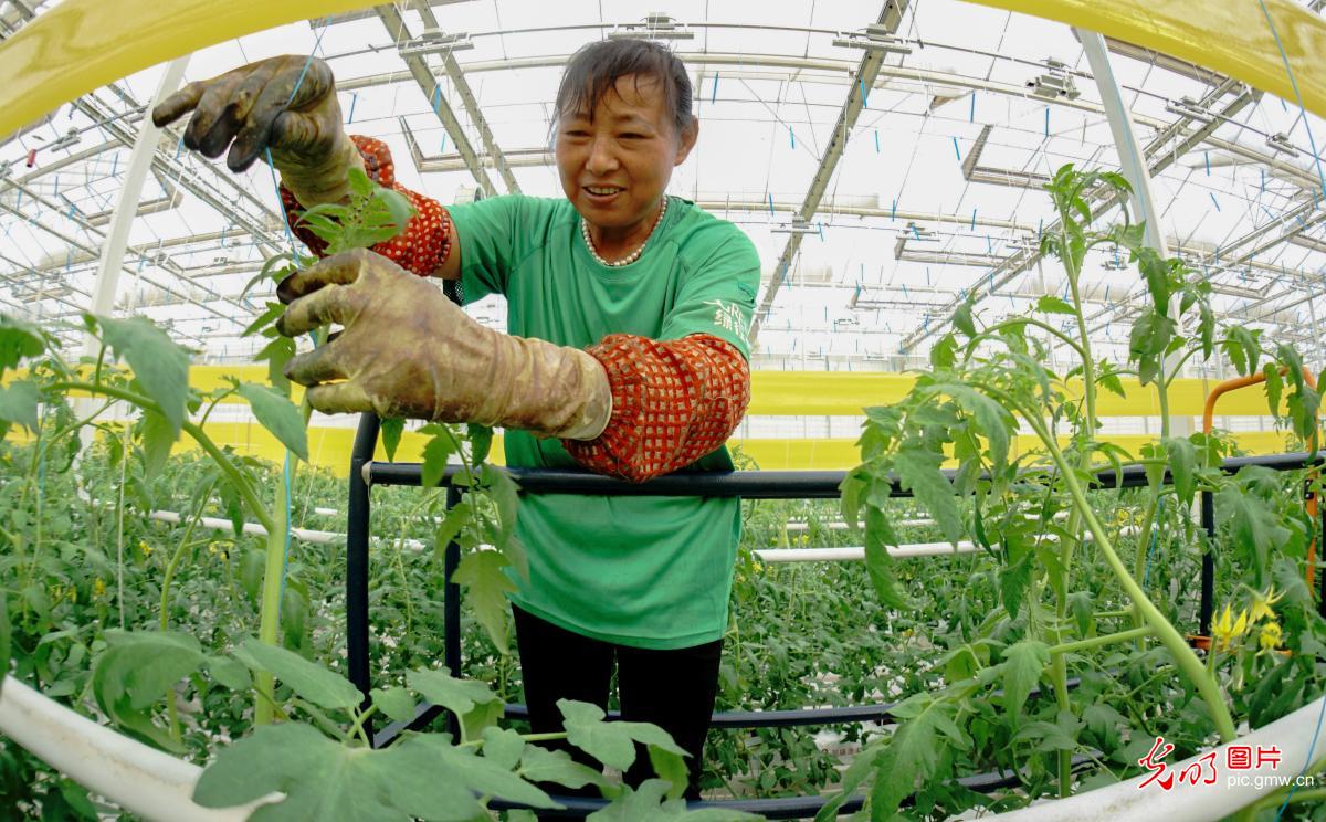 安徽安庆：智慧农业助力乡村振兴